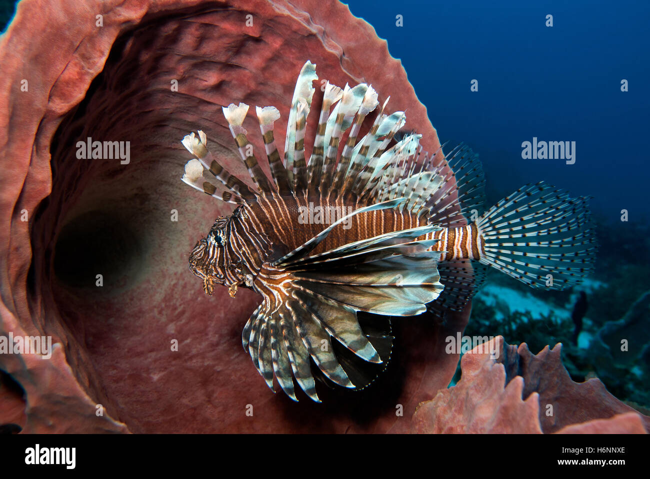 Fish Martinque Lion fish in Martinique Stock Photo - Alamy