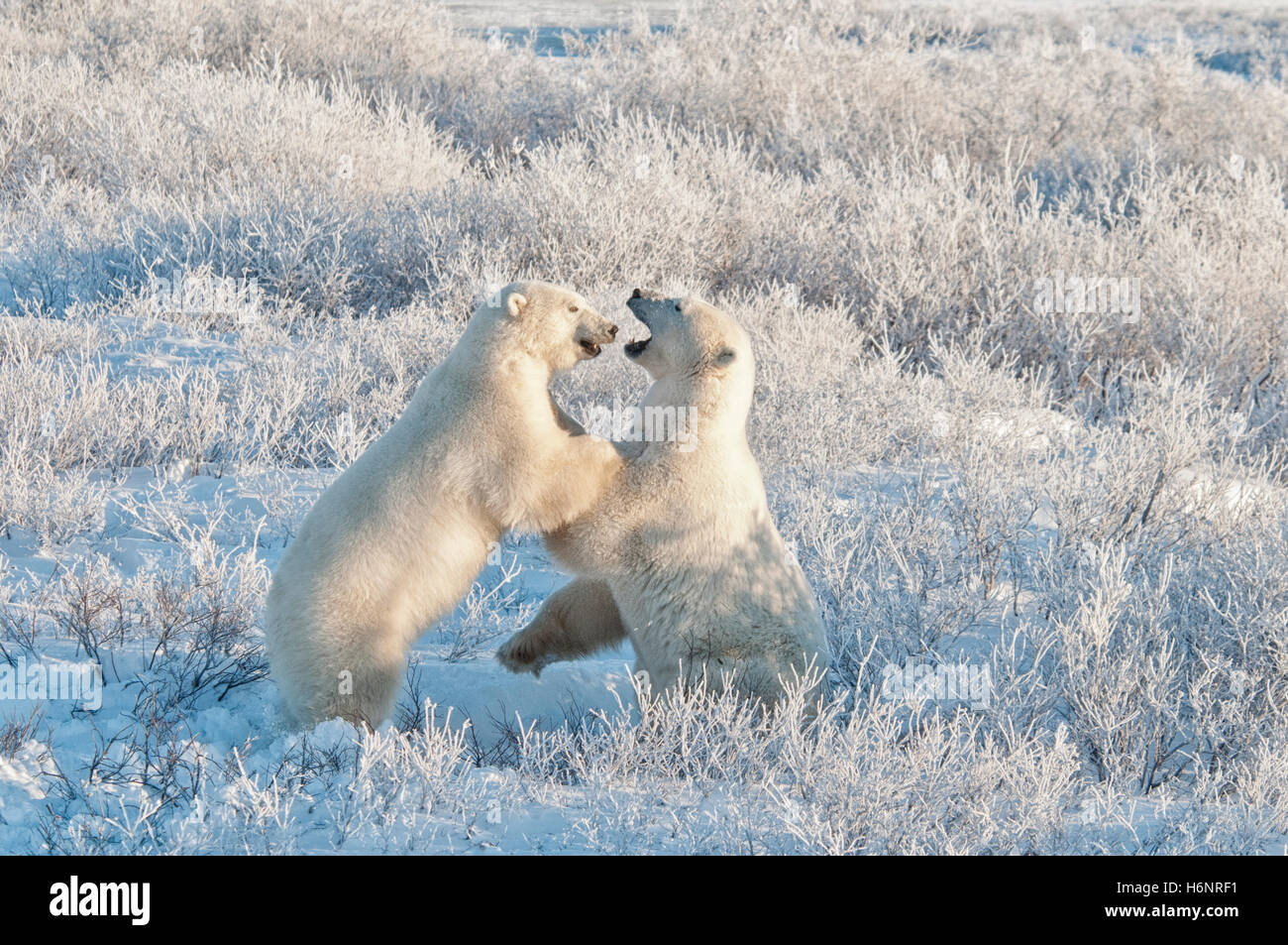 Polar Bears, Ursus maritimus, play fighting in the frost, early morning light near Hudson Bay, Cape Churchill, Manitoba, Canada Stock Photo