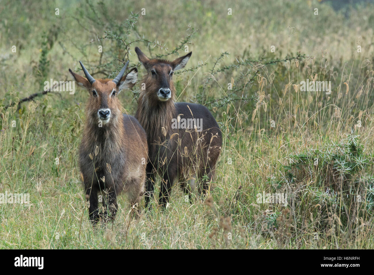 Pair of Adult Wild Defassa Waterbucks, Kobus ellipsiprymnus defassa, standing together looking front, Nakuru National Park, Kenya Stock Photo