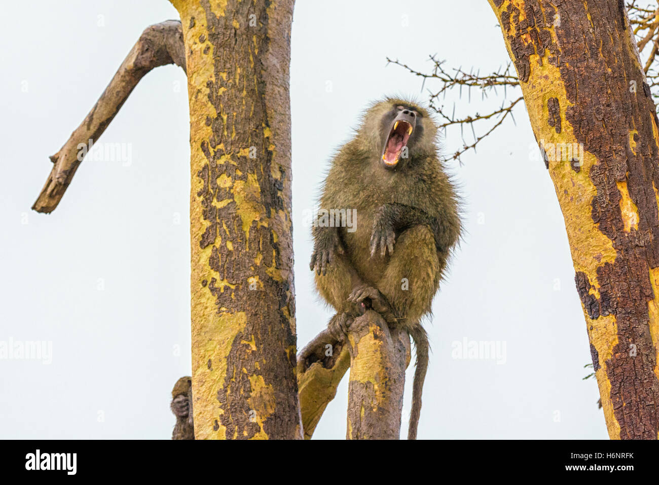 One Adult Wild Olive Baboon Papio anubis, yawning with a wide mouth showing teeth, Ol Pejeta Conservancy, northern Kenya, Africa Stock Photo