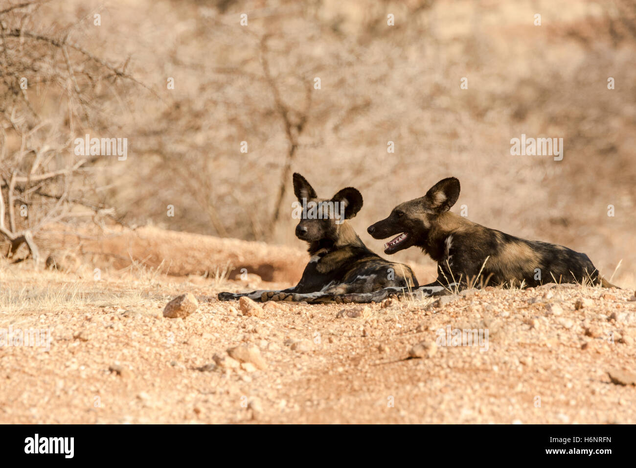 Two African or Painted Wild Dogs, Lycaon pictus, lying together in the Buffalo Springs Game Reserve, Samburu, Kenya, East Africa Stock Photo