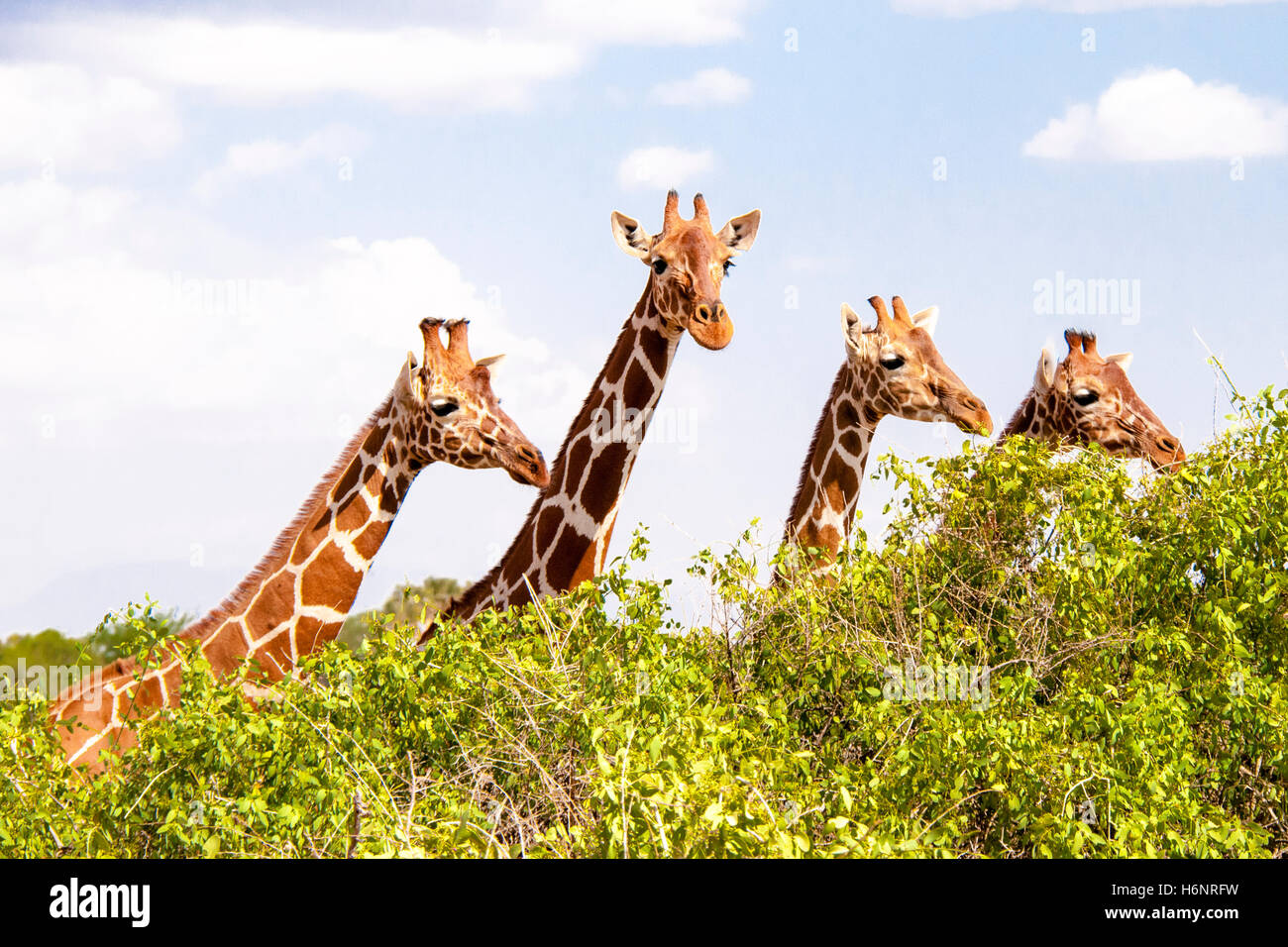 Four Reticulated Giraffes, Giraffa camelopardalis reticulata, peeking over bushes, Buffalo Springs Game Reserve, Kenya, Africa Stock Photo