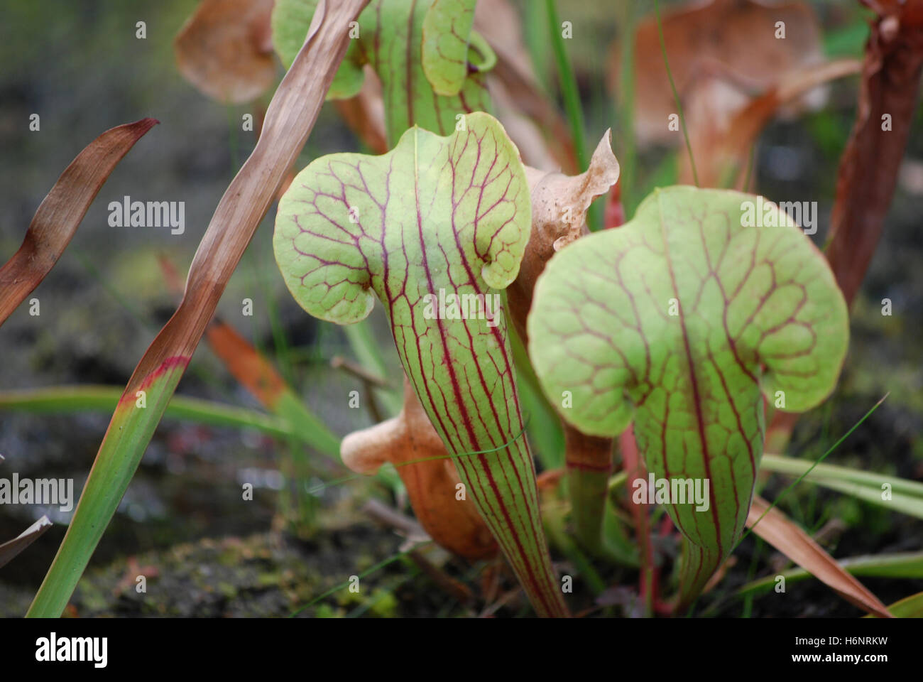 Pitfall traps are carnivorous plants that consume insects Stock Photo