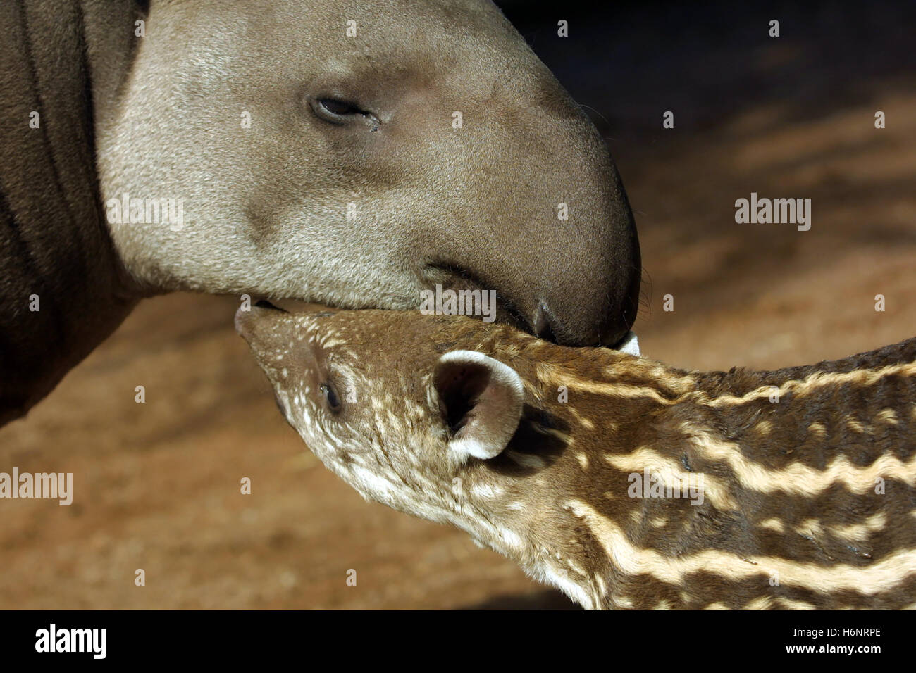 A young Brazilian Tapir, Tapirus terrestris, nuzzling it's mother. Mothers love. Stock Photo