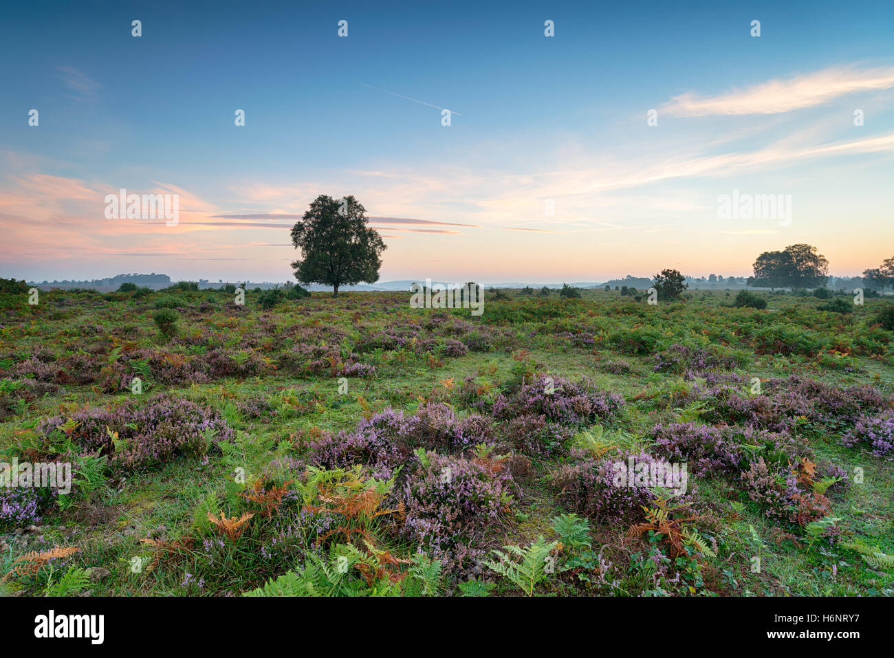 Rockford Common in the New Forest national park in Hampshire Stock Photo