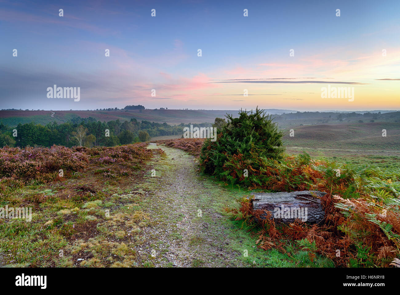 A path leading through Rockford Common on a misty dawn morning in the New Forest national park in Hampshire Stock Photo