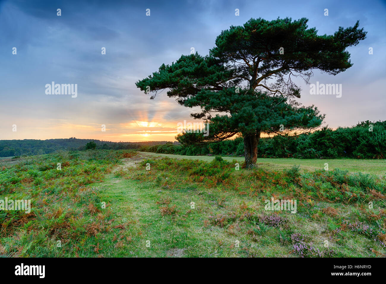 A lone pne tree at Bratley View in the New Forest national park in Hampshire Stock Photo