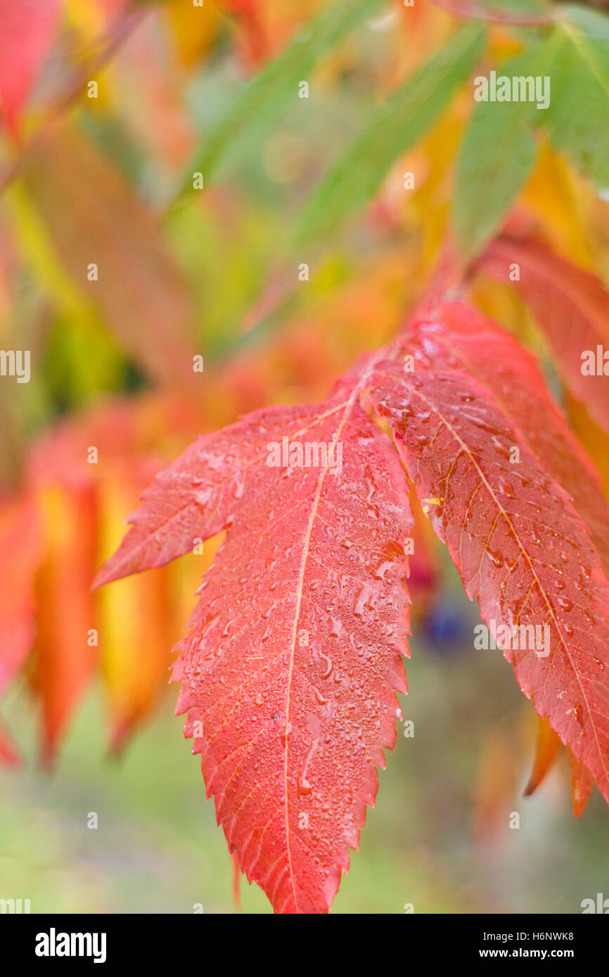 The vivid autumn colors of the Rhus Typhina or Stag Horn Sumach. Stock Photo
