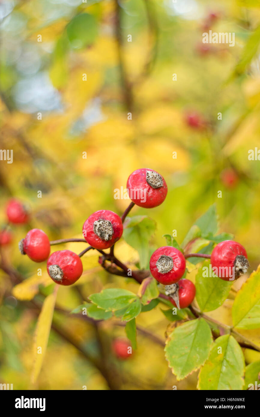 Rose hips, England UK Stock Photo