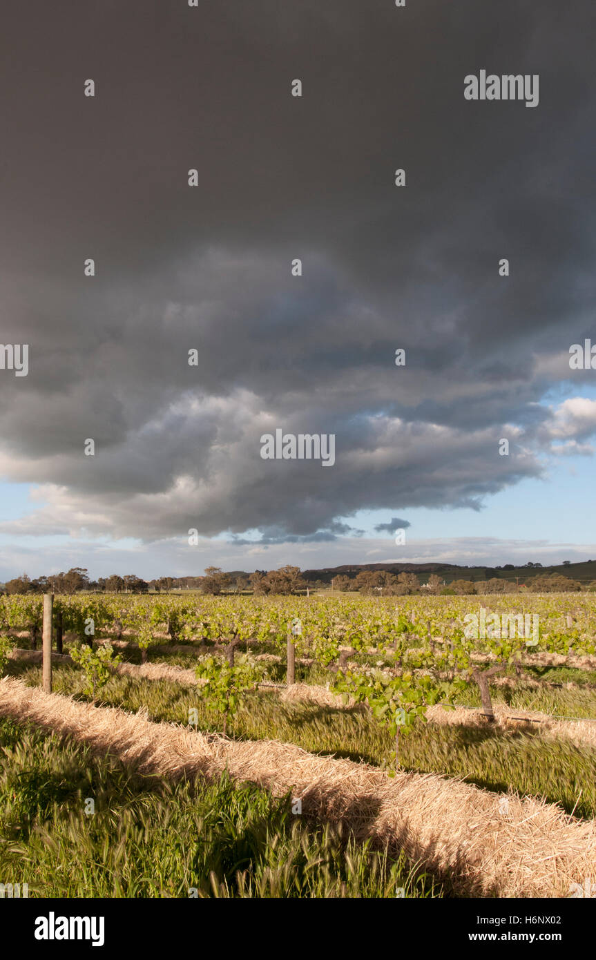 Vineyards of the Barossa Valley, South Australia Stock Photo Alamy