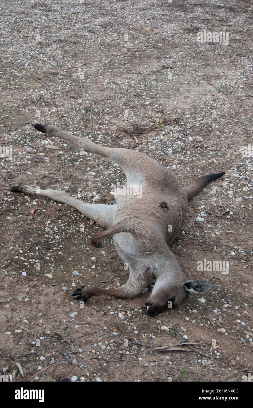 Roadkill kangaroo in the Barossa Valley, South Australia Stock Photo