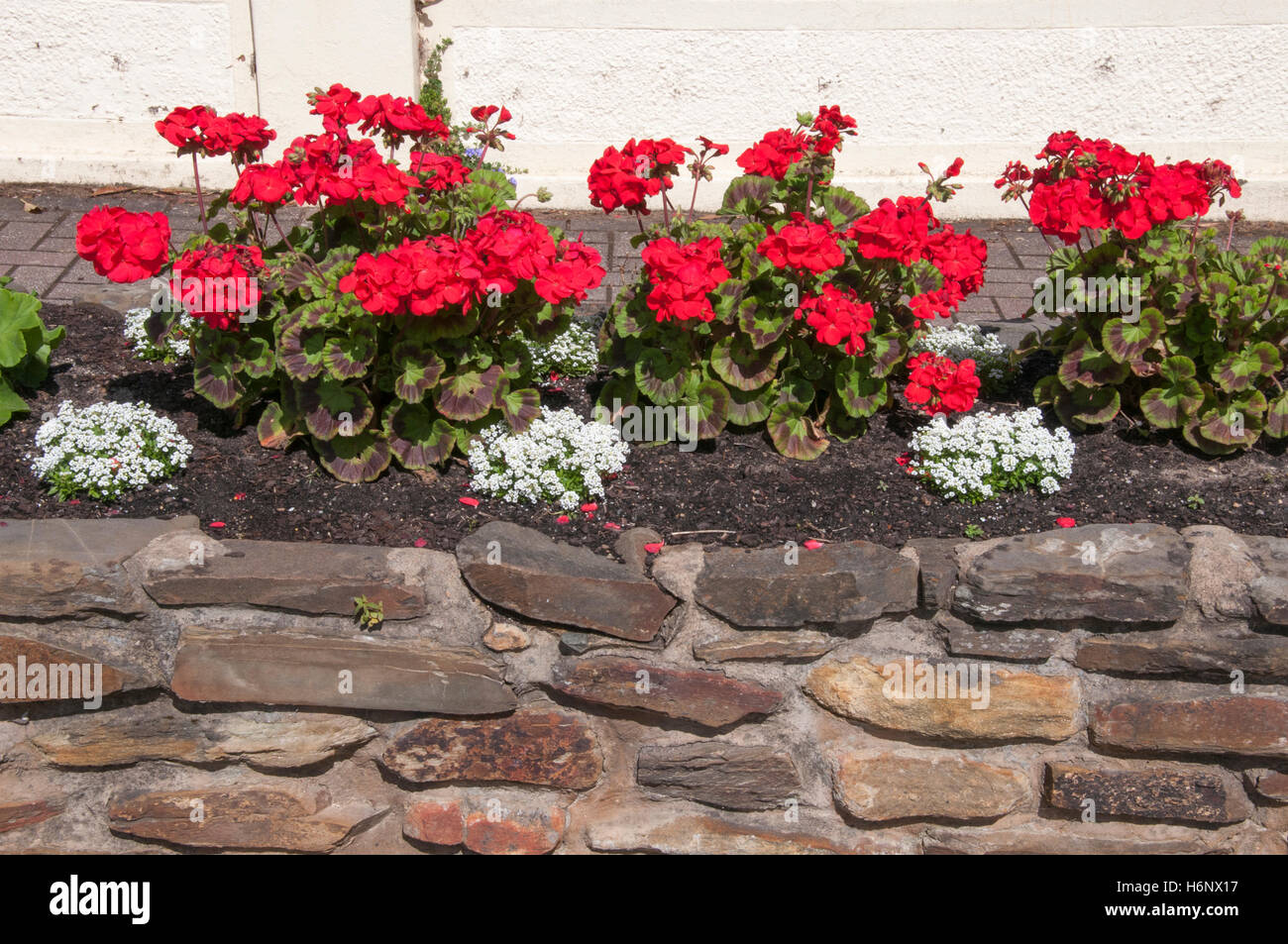 Stone planter box for geraniums in Williamstown, Barossa Valley, South ...