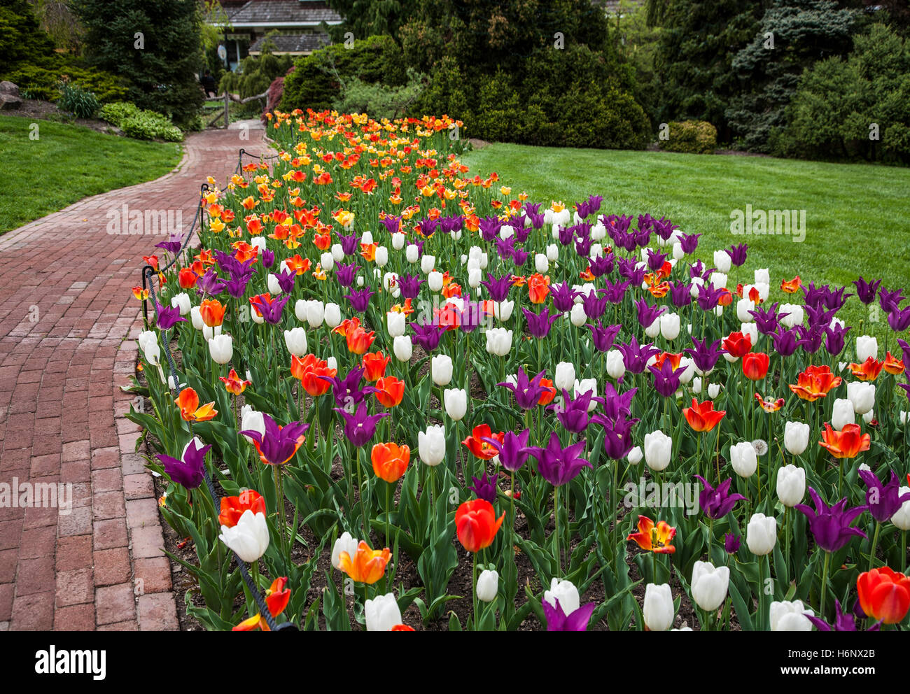 Beautiful spring tulip  garden  and pathway in Peddler s 