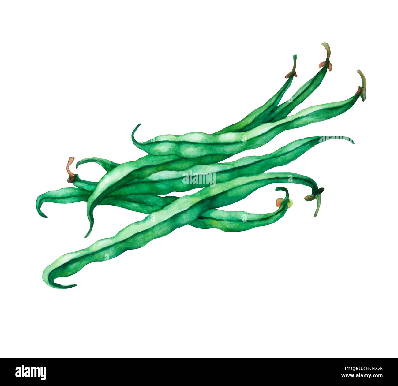 Green French beans. Hand drawn watercolor painting on white background Stock Photo Alamy