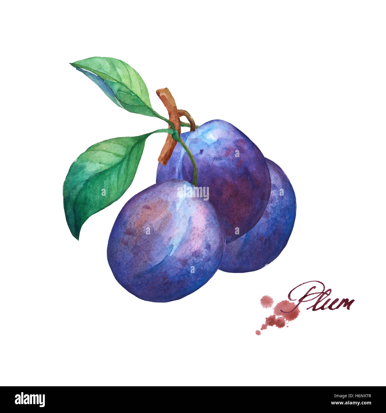 Plum Drawing High Resolution Stock Photography and Images Alamy