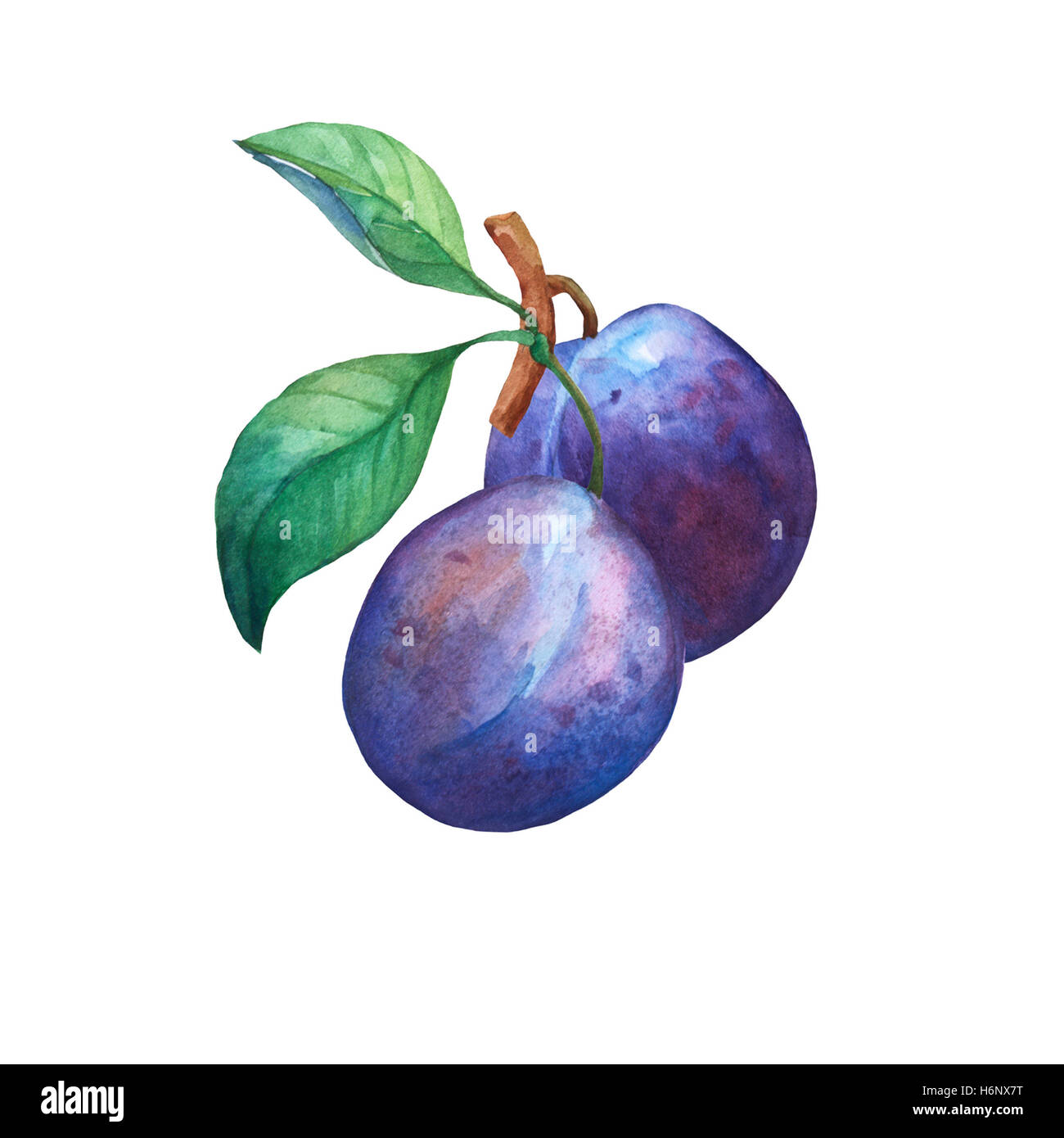 Plum Drawing High Resolution Stock Photography and Images Alamy