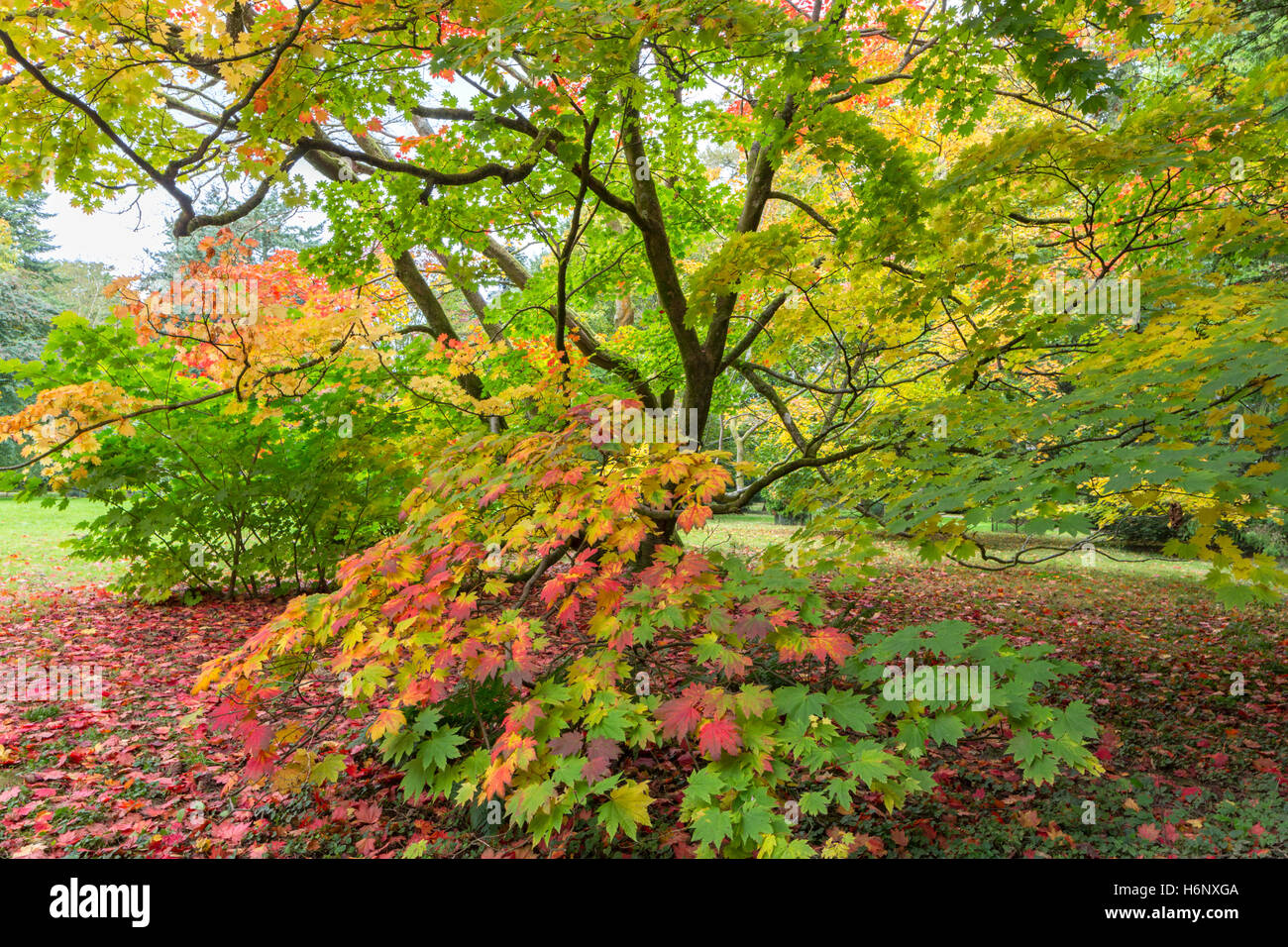 Maples High Resolution Stock Photography and Images - Alamy