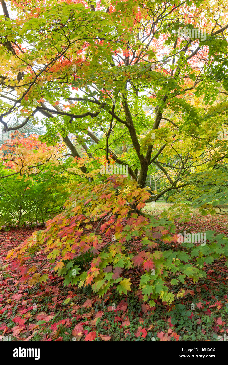 Japanese maples in autumn color at Westonbirt National Arboretum, Gloucestershire, England, UK Stock Photo