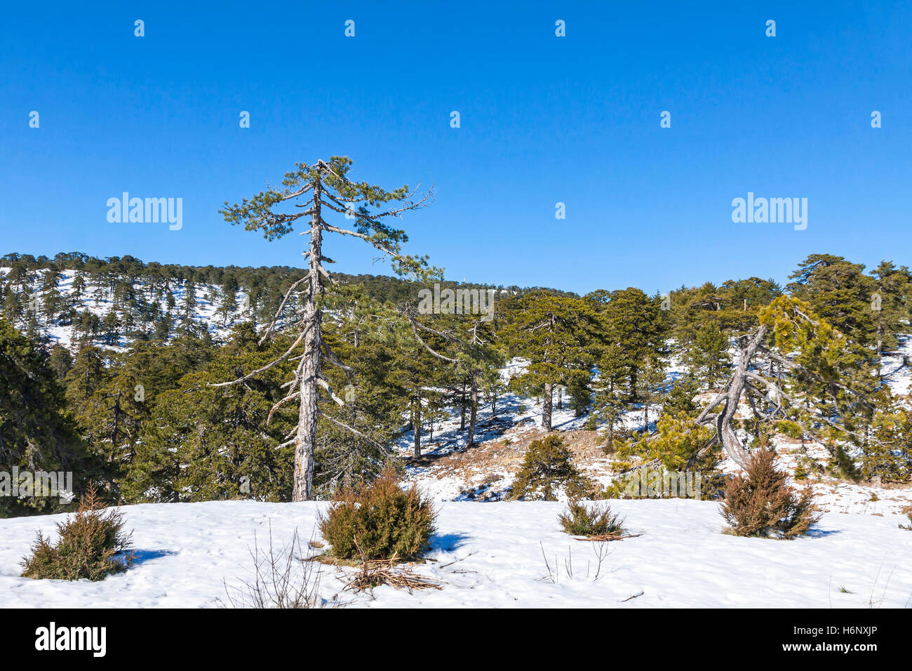 Picturesque winter landscape with snow and blue sky in Troodos Mountains on Cyprus Stock Photo