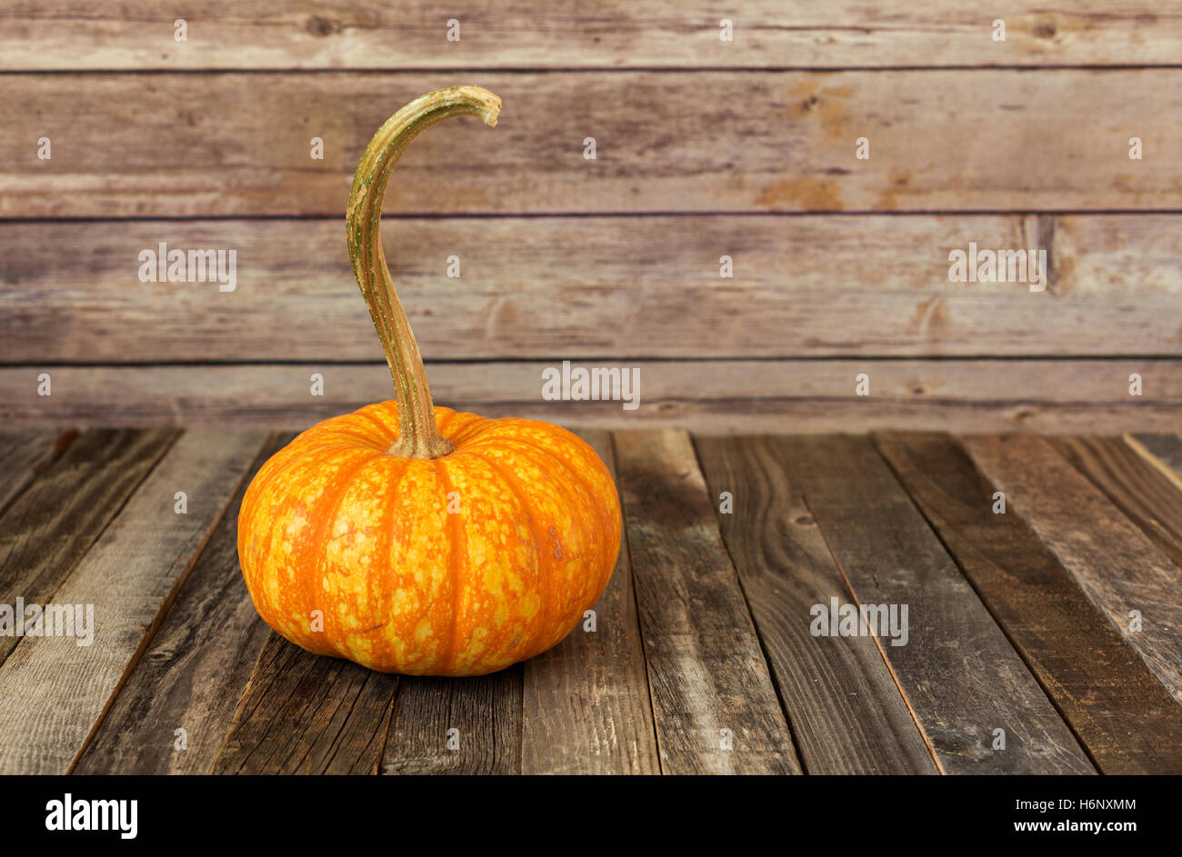 Orange decorative gourd on wooden backdrop Stock Photo Alamy
