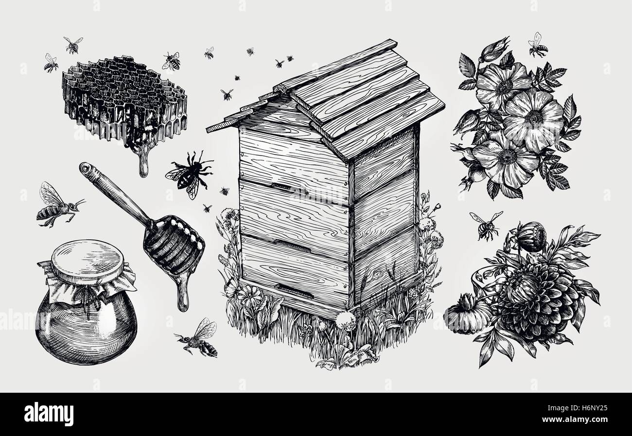 Honey, mead. Beekeeping, apiculture, bees sketch vector illustration Stock Vector