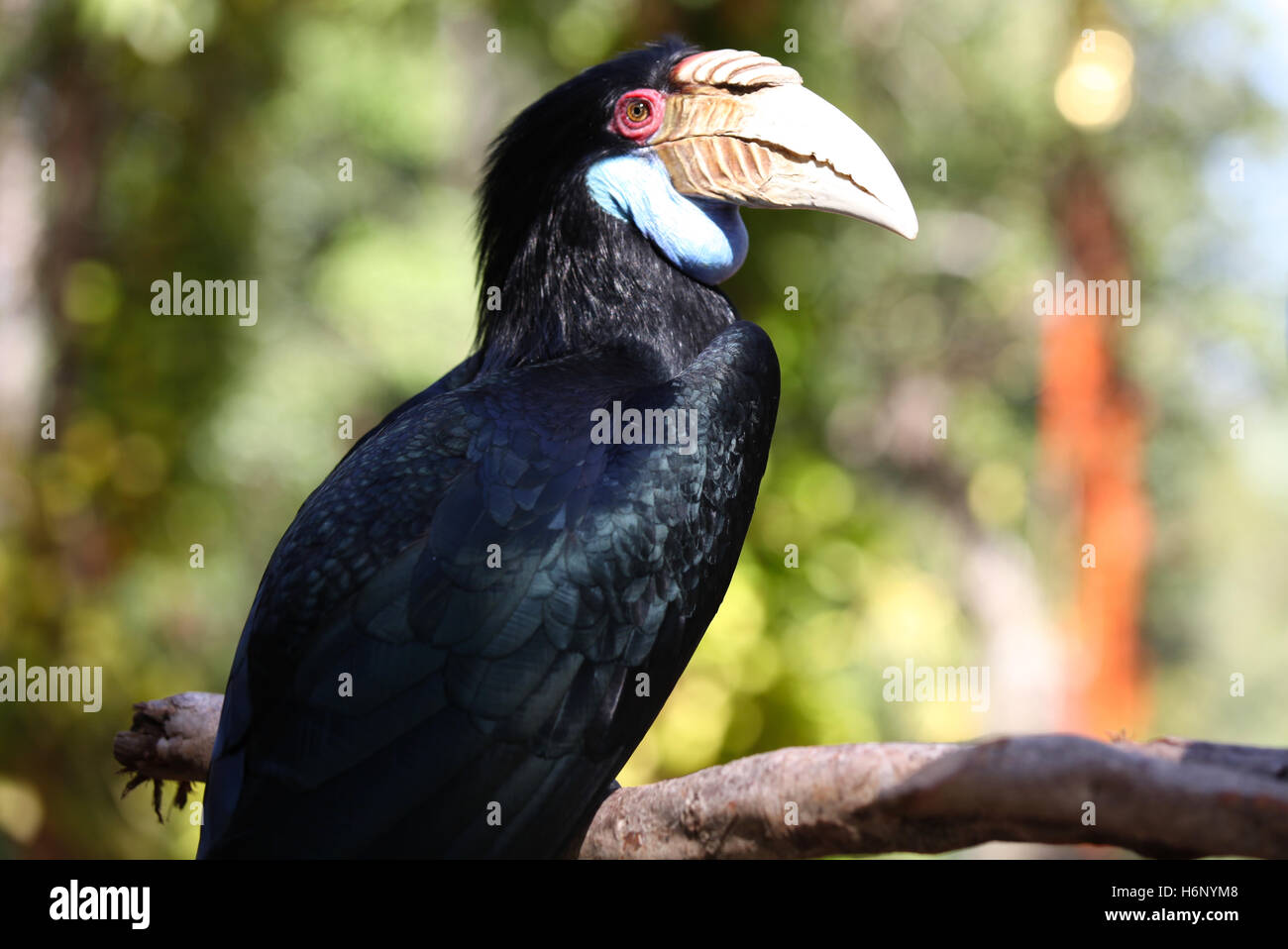 Black bird with a large beak, Thailand, South East Stock Photo - Alamy