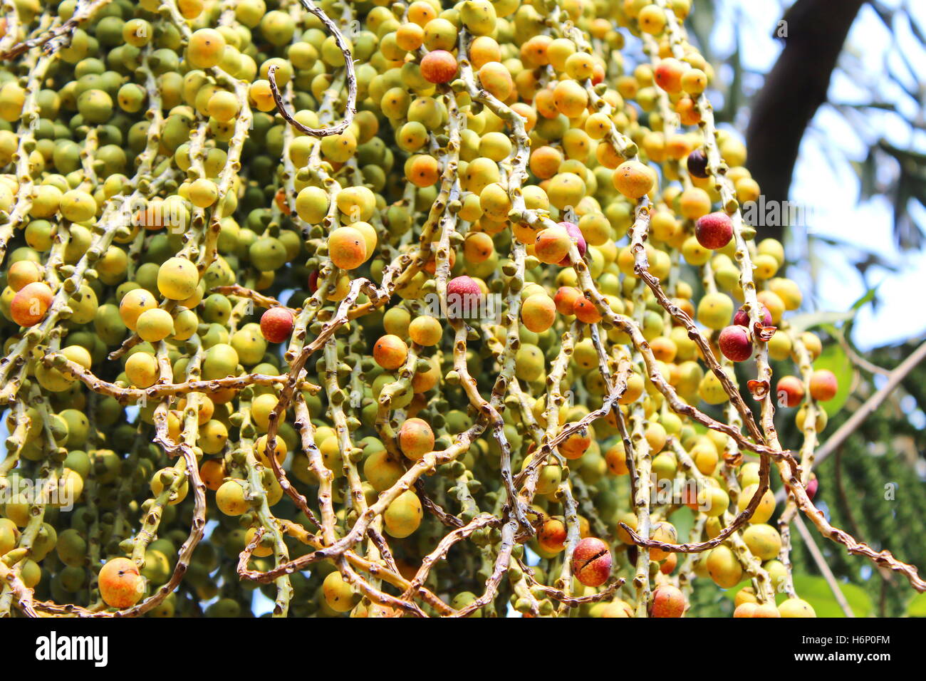 Palm tree fruit hires stock photography and images Alamy