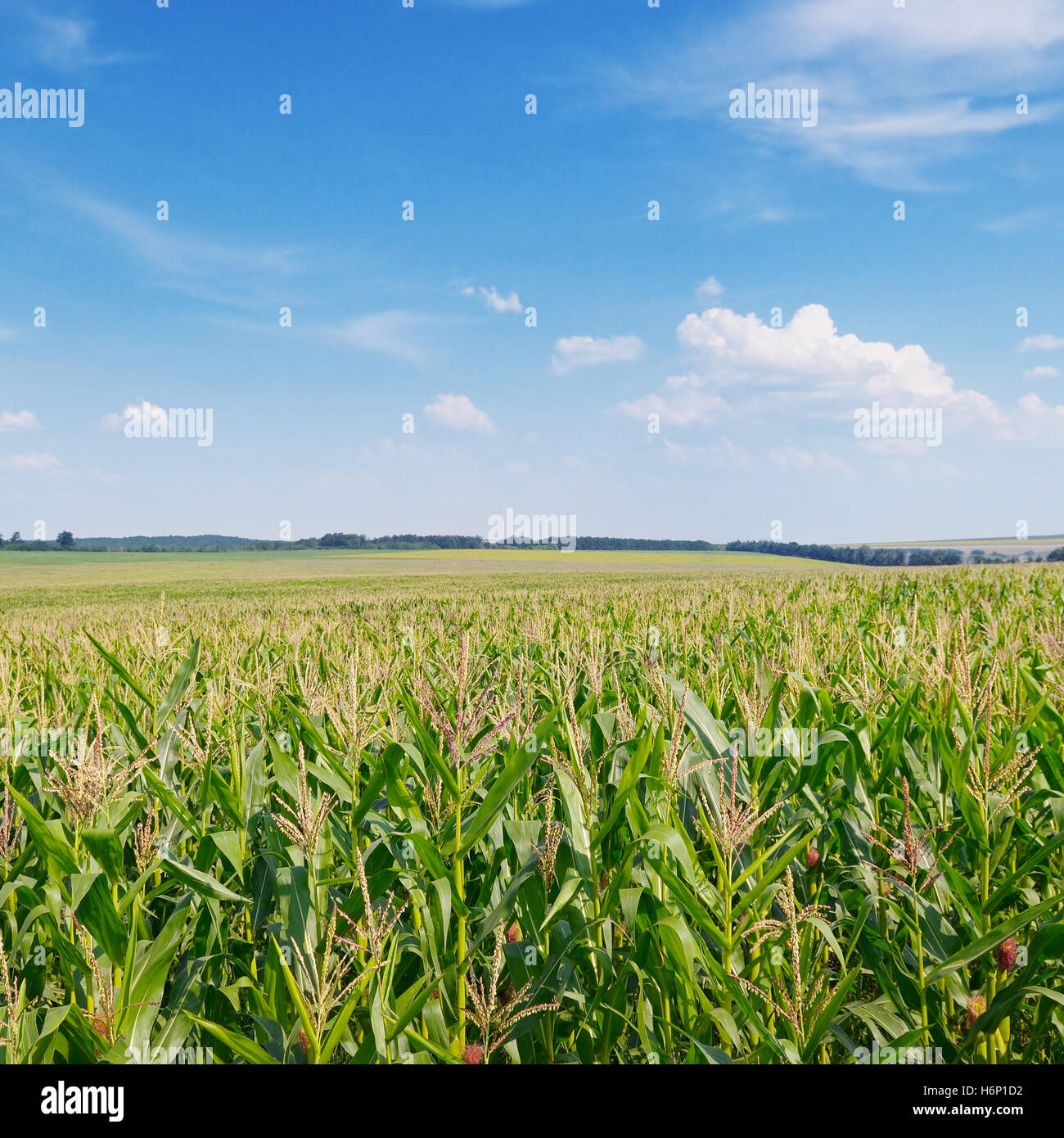 green corn field and blue sky Stock Photo - Alamy