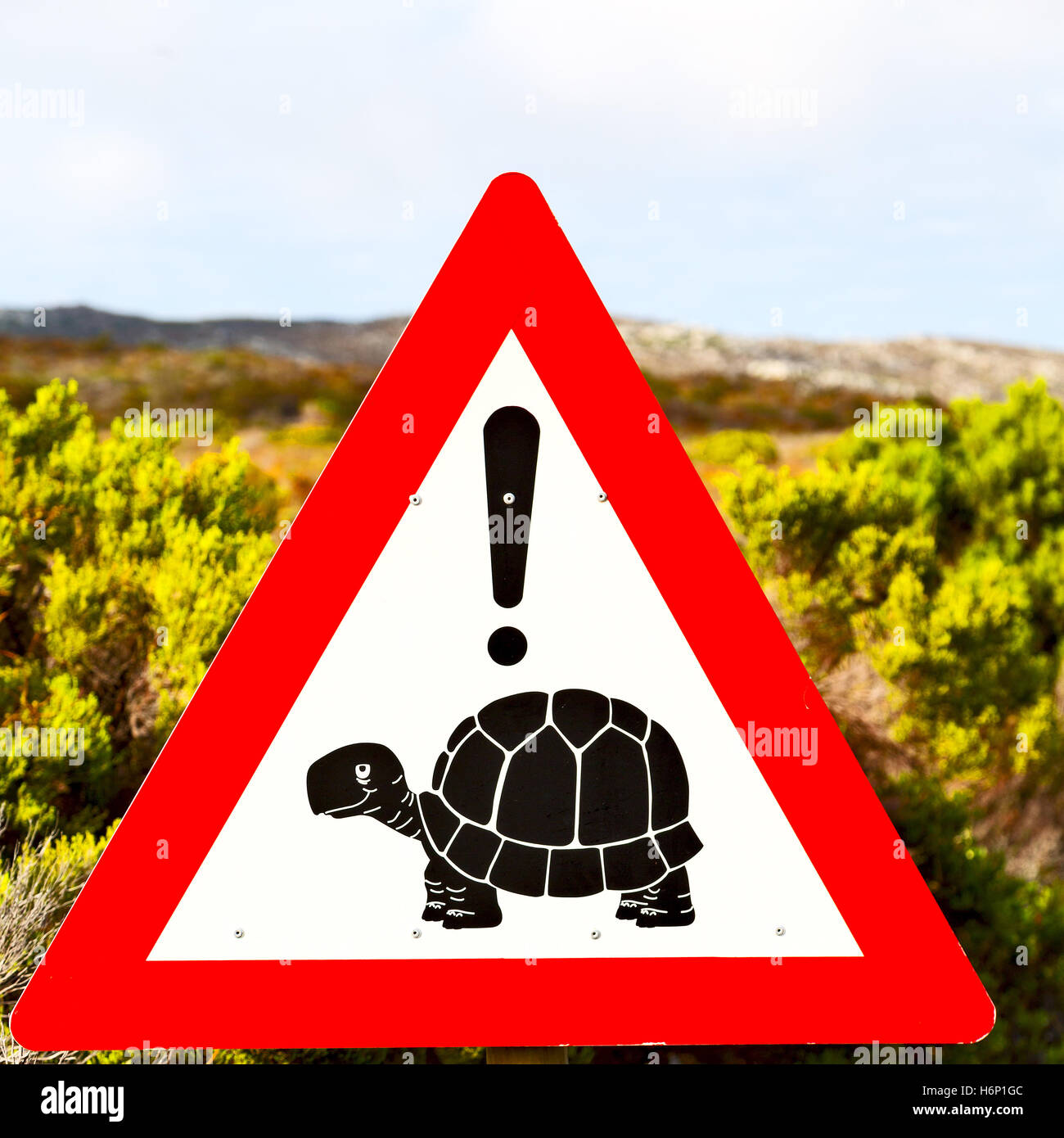blur in south africa close up of the turtle sign like texture ...