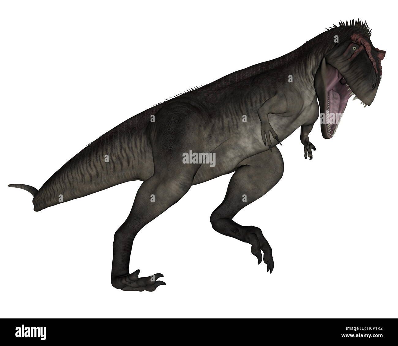 Tyrannotitan roaring isolated in white background - 3D render Stock Photo