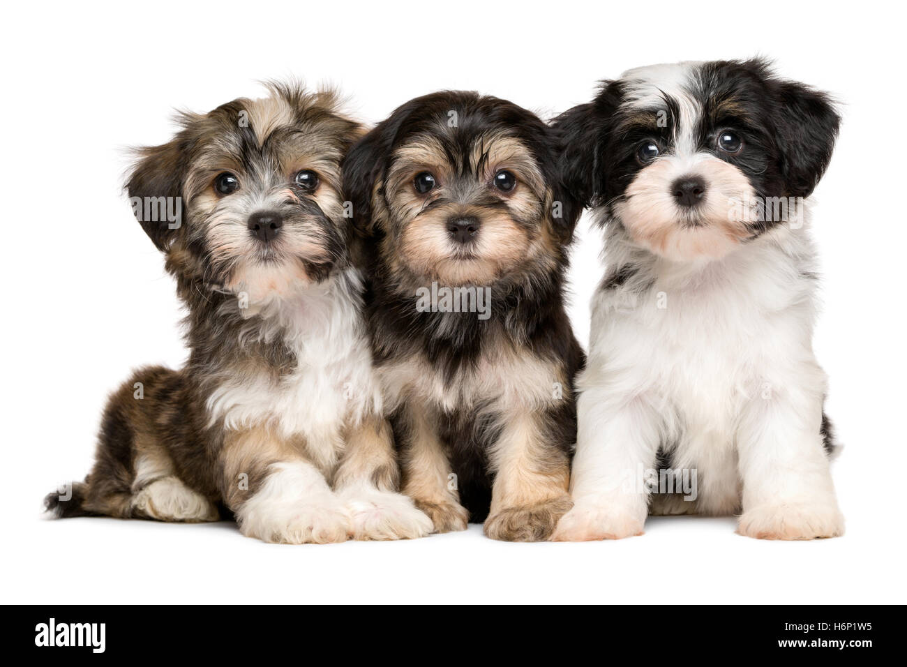 Three cute havanese puppies are sitting next to each other Stock Photo -  Alamy