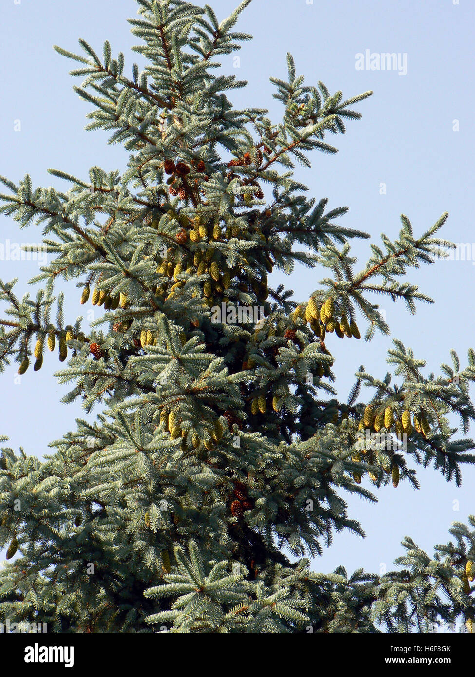 blue spruce (picea pungens glauca) Stock Photo