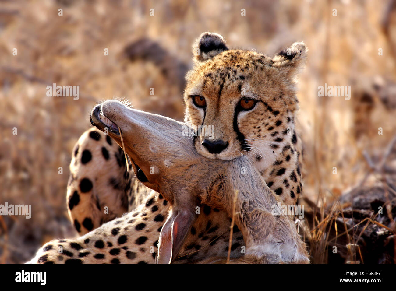 cheetah with prey,wildlife Stock Photo