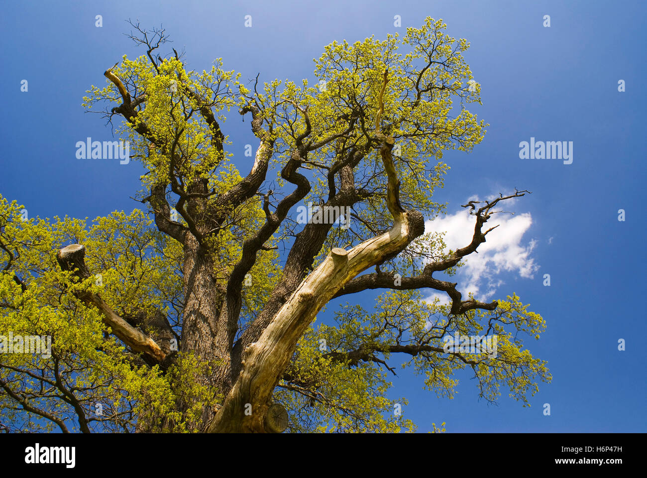 Oak tree forests hi-res stock photography and images - Alamy