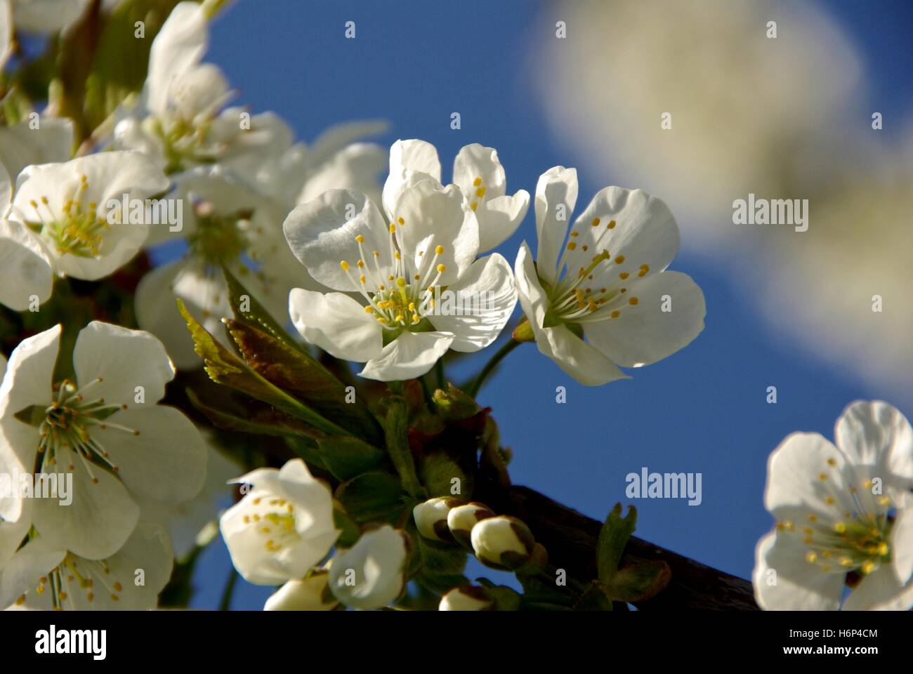 spring signs Stock Photo