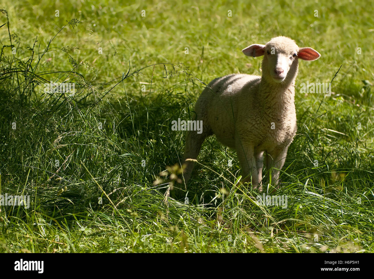 useful animals Stock Photo