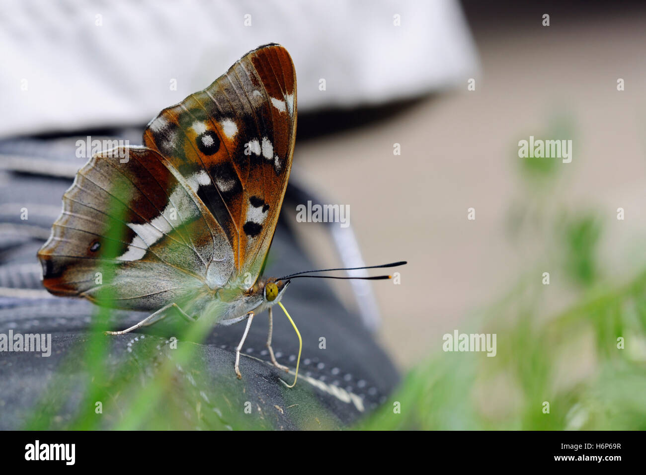 Purple Emperor Butterfly / Grosser Schillerfalter ( Apatura iris ), sucking foot perspiration from a shoe, ingesting minerals. Stock Photo