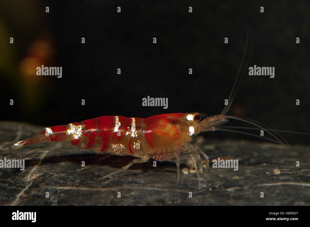 crystal red shrimp Stock Photo