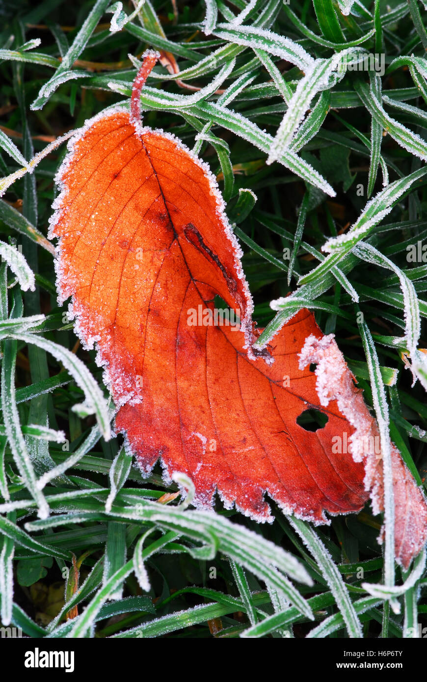 Plants ground frost hi-res stock photography and images - Alamy