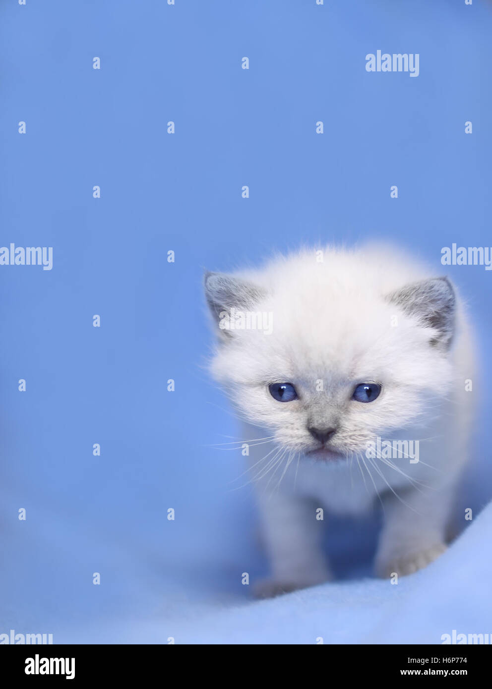 little babycat Stock Photo