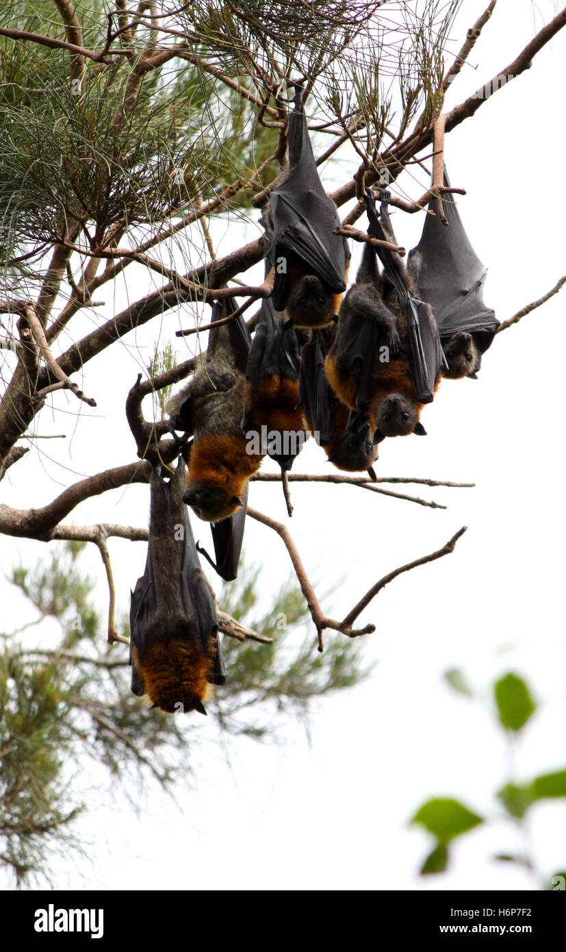 tree holiday vacation holidays vacations tourism australia branch recuperation bat time-out traveling trip journey forest aussi Stock Photo