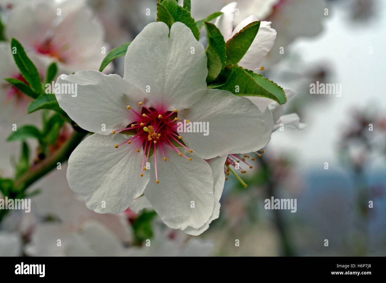 Contrast Madison Almond Blossom