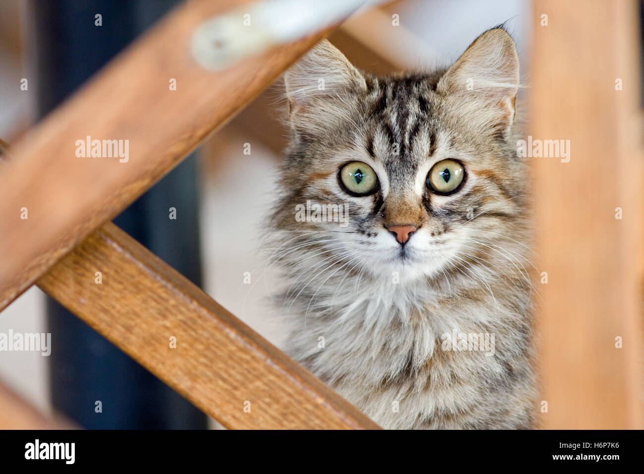 Katzenportrait hi-res stock photography and images - Alamy