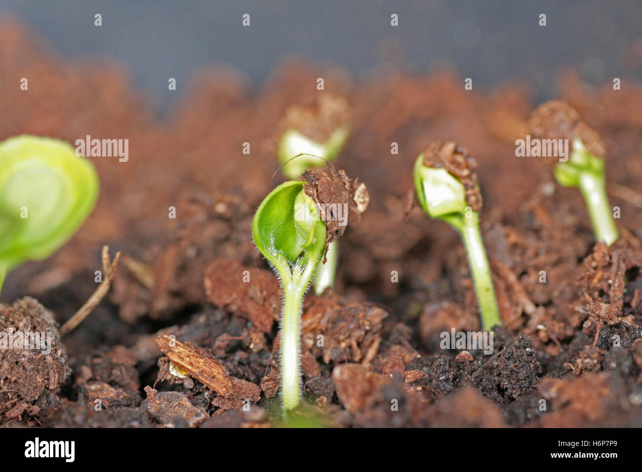 germinating plant blackeyed susan Stock Photo Alamy