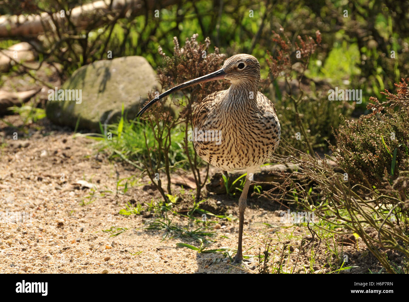 curlew Stock Photo