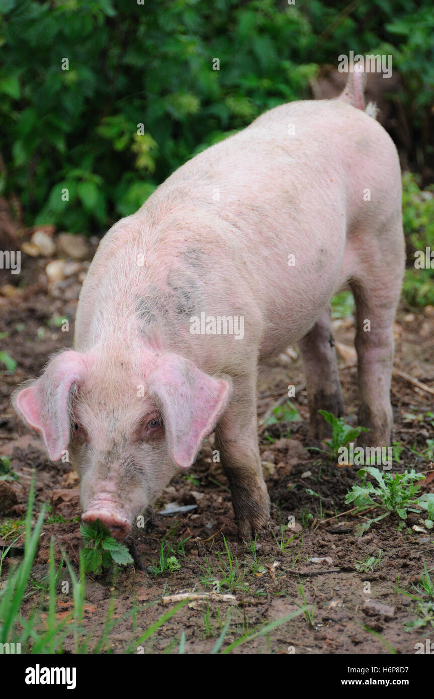 agriculture farming farm piglet pigs pig ingram small holding weaner weaners rooting Stock Photo