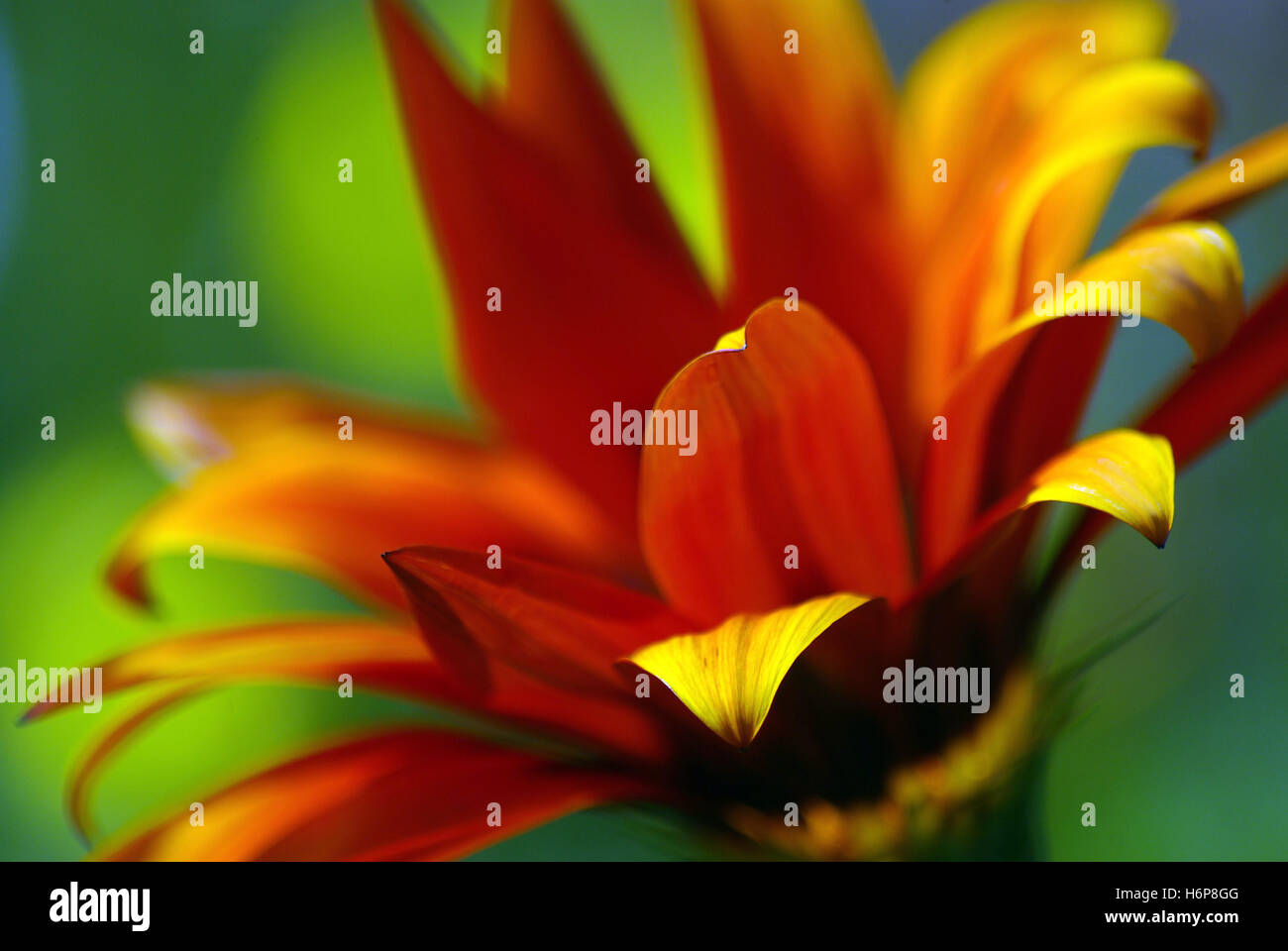 Color Fresh Bloom Colourful plants in bloom hi-res stock photography and images - Alamy