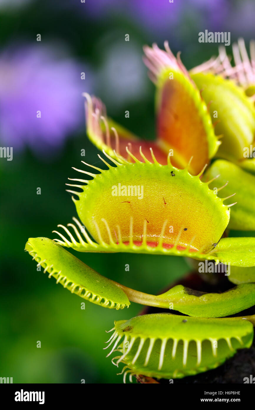 dionaea muscipula,venus flytrap Stock Photo