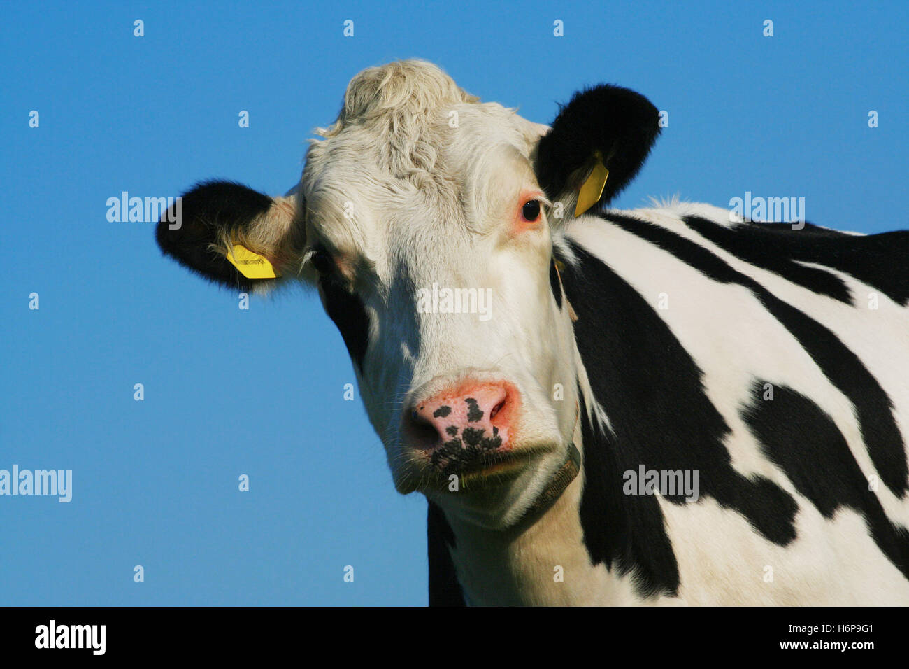 cow -1- Stock Photo