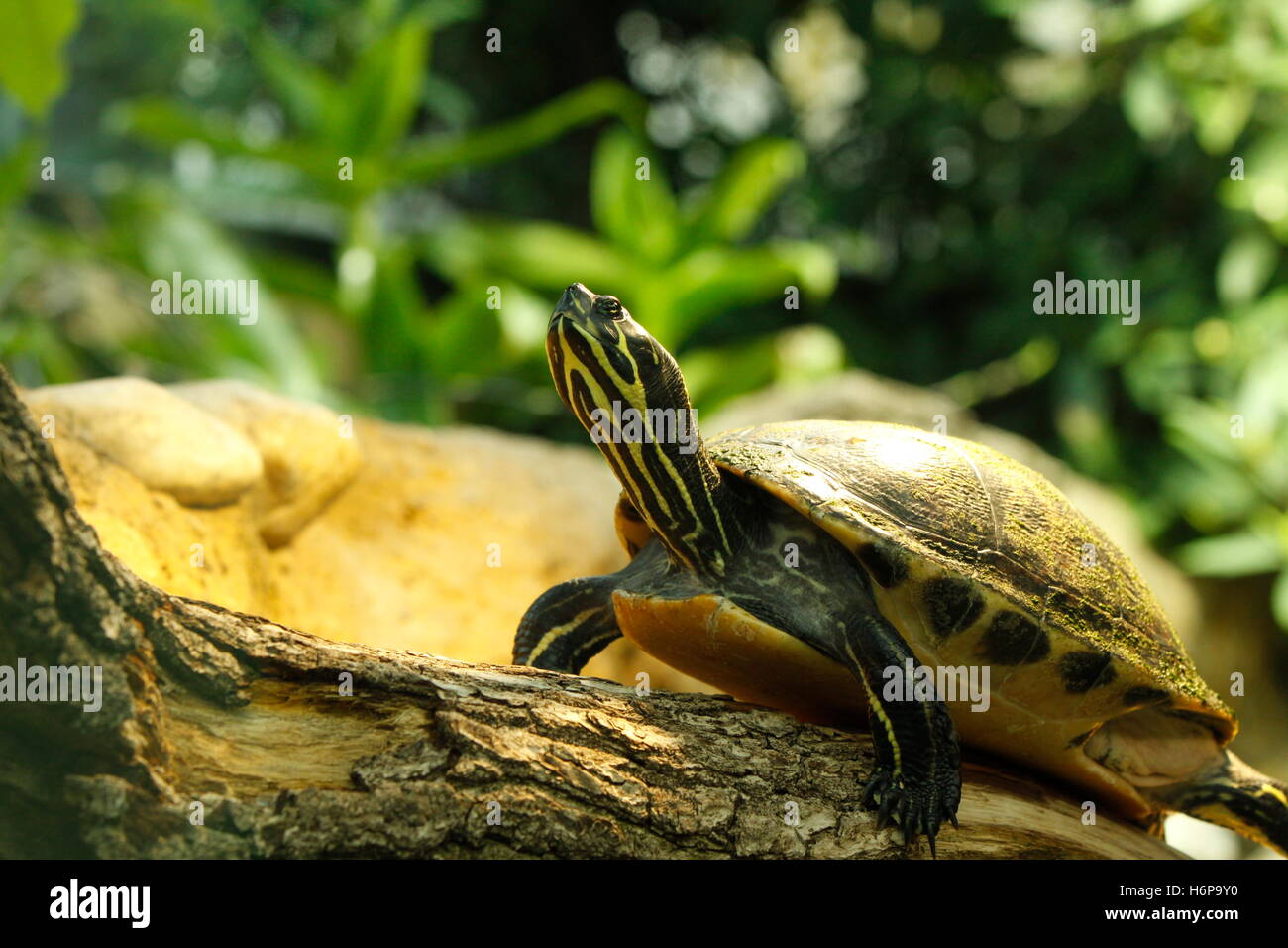 Panzertier hi-res stock photography and images - Alamy